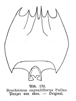 Brachionus capsuliflorus