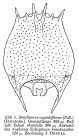 Brachionus capsuliflorus