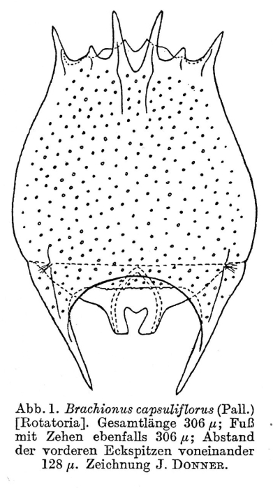 Brachionus capsuliflorus