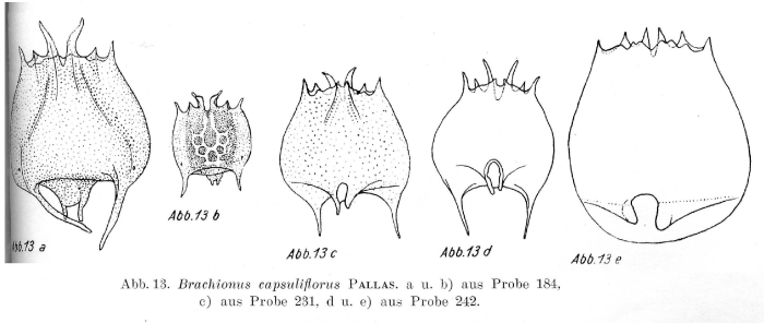 Brachionus capsuliflorus