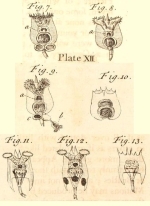 Brachionus capsuliflorus
