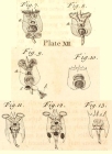 Brachionus capsuliflorus