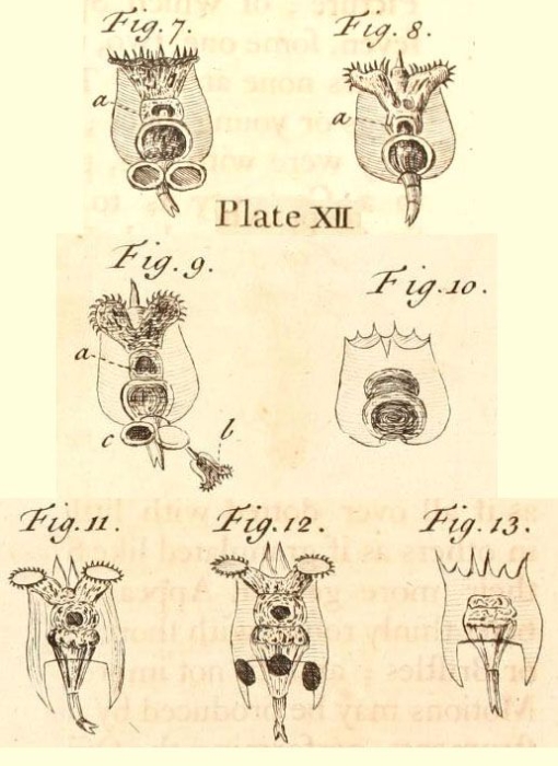 Brachionus capsuliflorus