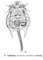 Brachionus capsuliflorus