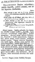 Brachionus capsuliflorus - Original description image