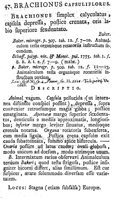 Brachionus capsuliflorus - Original description image