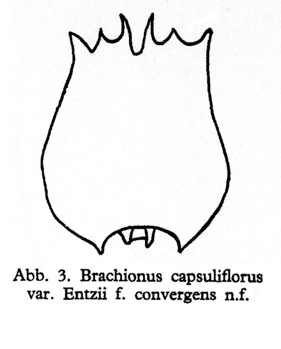 Brachionus capsuliflorus var. entzii f. convergens - Original description image