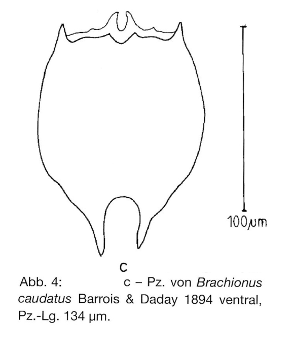 Brachionus caudatus