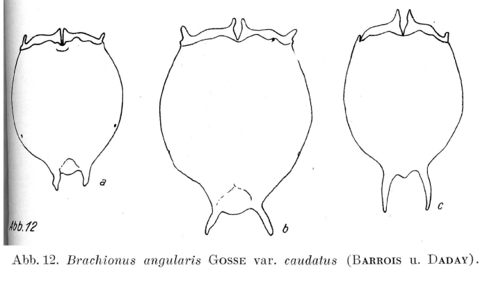Brachionus caudatus