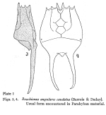 Brachionus caudatus