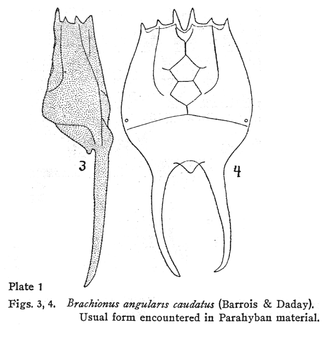 Brachionus caudatus