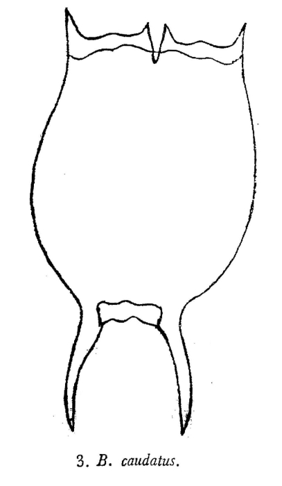 Brachionus caudatus