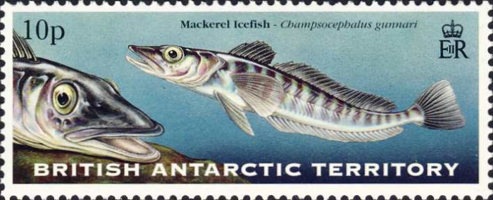 Champsocephalus gunnari Champsocephalus gunnari