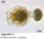 Brachionus caudatus