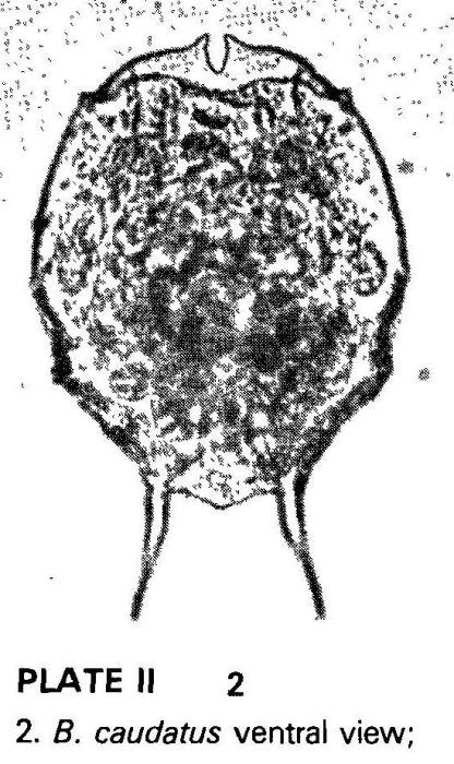 Brachionus caudatus
