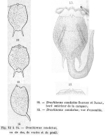 Brachionus caudatus - Original description image