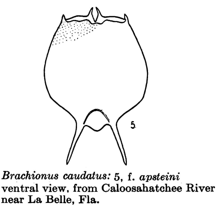 Brachionus caudatus f. apsteini