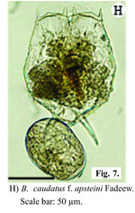 Brachionus caudatus f. apsteini
