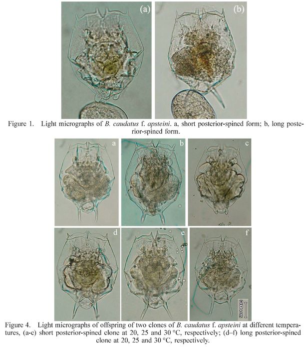Brachionus caudatus f. apsteini