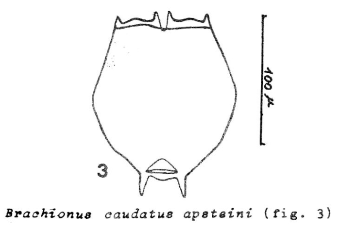 Brachionus caudatus f. apsteini