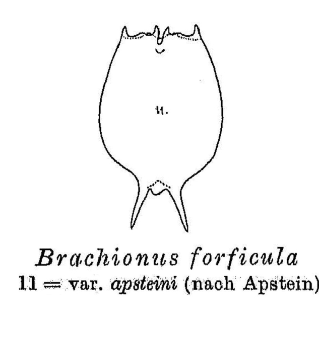 Brachionus caudatus f. apsteini - Original description image