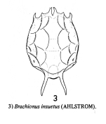 Brachionus caudatus f. insuetus