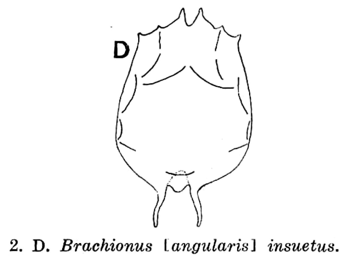 Brachionus caudatus f. insuetus