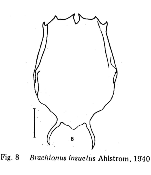 Brachionus caudatus f. insuetus