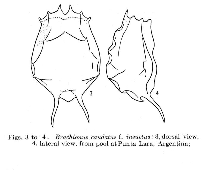 Brachionus caudatus f. insuetus - Original description image