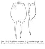 Brachionus caudatus f. provectus - Original description image