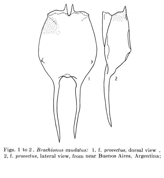 Brachionus caudatus f. provectus - Original description image