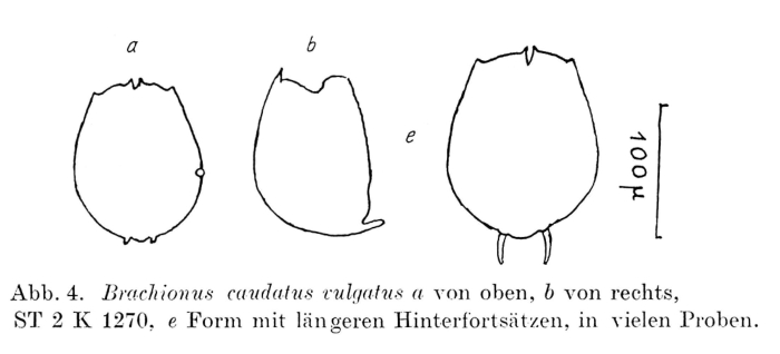 Brachionus caudatus f. vulgatus