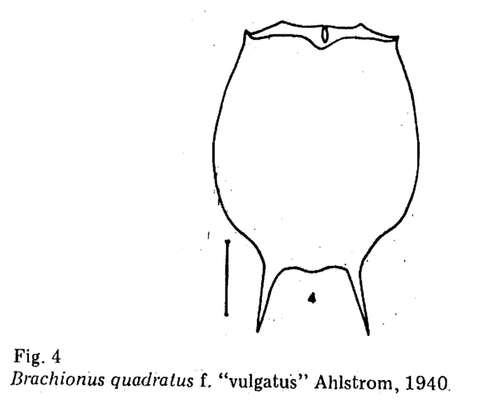Brachionus caudatus f. vulgatus