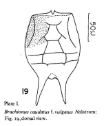 Brachionus caudatus f. vulgatus