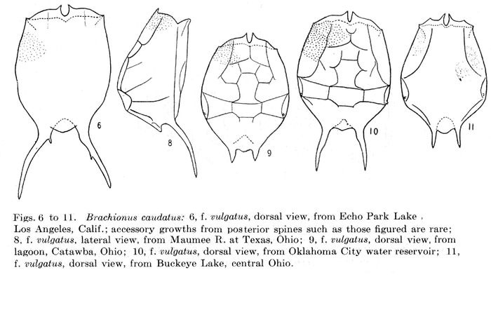 Brachionus caudatus f. vulgatus - Original description image