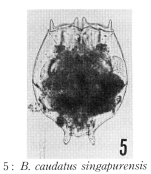Brachionus caudatus singapurensis - Original description image