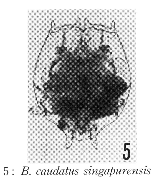 Brachionus caudatus singapurensis - Original description image