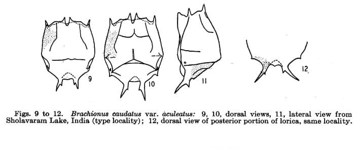 Brachionus caudatus var. aculeatus