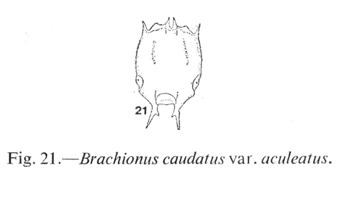 Brachionus caudatus var. aculeatus