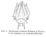 Brachionus caudatus var. aculeatus