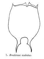 Brachionus caudatus var. aculeatus
