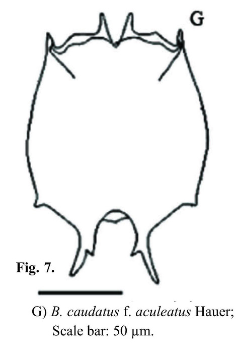 Brachionus caudatus var. aculeatus