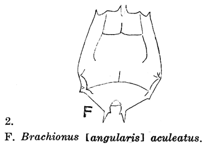 Brachionus caudatus var. aculeatus