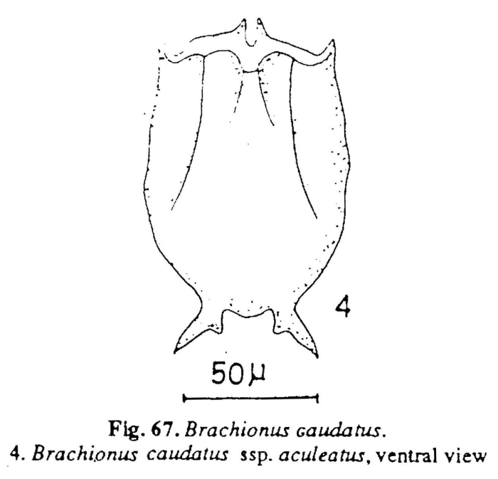 Brachionus caudatus var. aculeatus