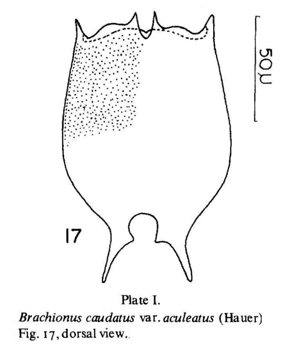 Brachionus caudatus var. aculeatus