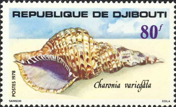 Charonia variegata Charonia variegata