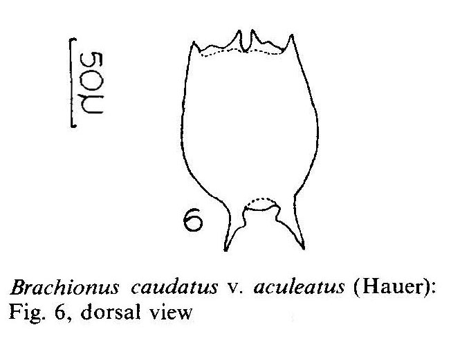Brachionus caudatus var. aculeatus