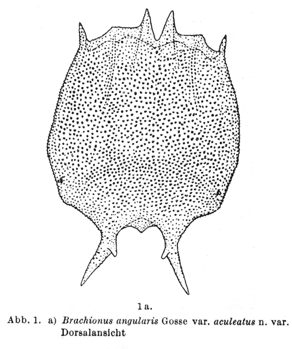 Brachionus caudatus var. aculeatus - Original description image