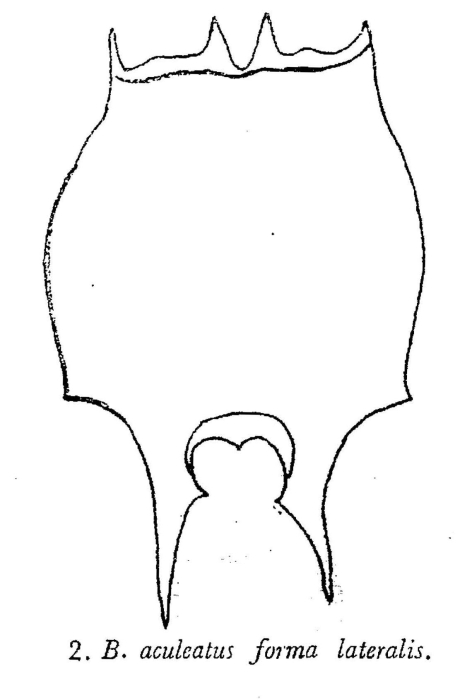 Brachionus caudatus var. aculeatus f. lateralis
