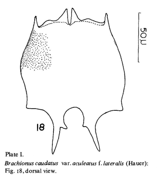 Brachionus caudatus var. aculeatus f. lateralis